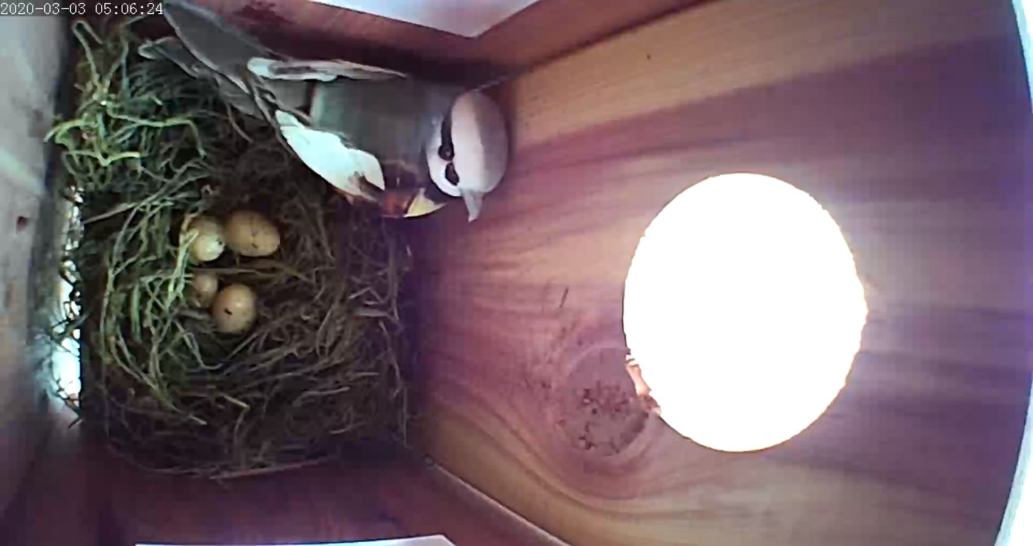 Chirp Cam™ The Birdhouse Spy Camera HD Video Night Etsy