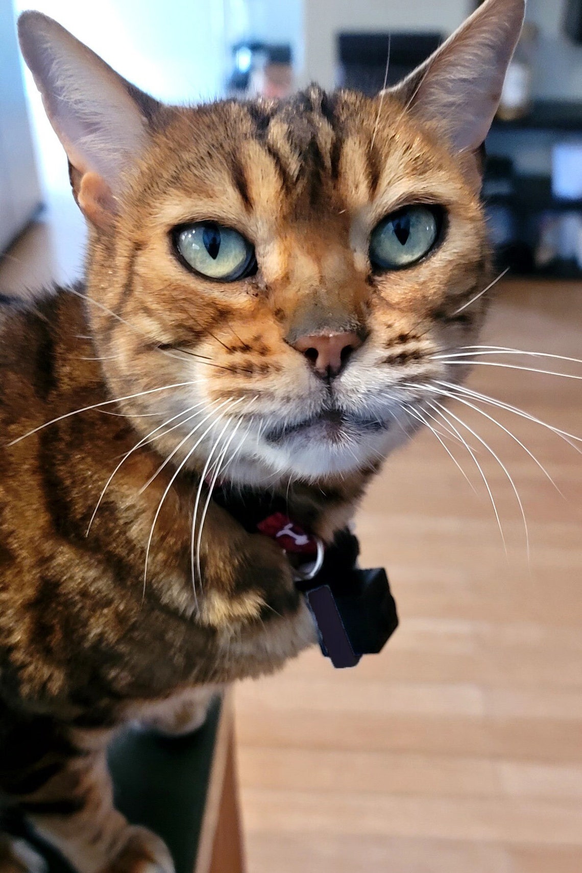 Mr Petcam HD Cat Collar Camera Collar Mounted Pet Camera Etsy