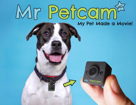 Mr Petcam HD Collier de caméra pour chat Caméra montée sur collier