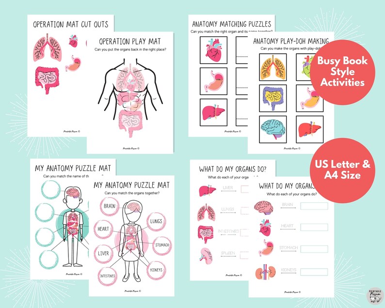 Human Anatomy Printables Set Body Parts Printable | Etsy