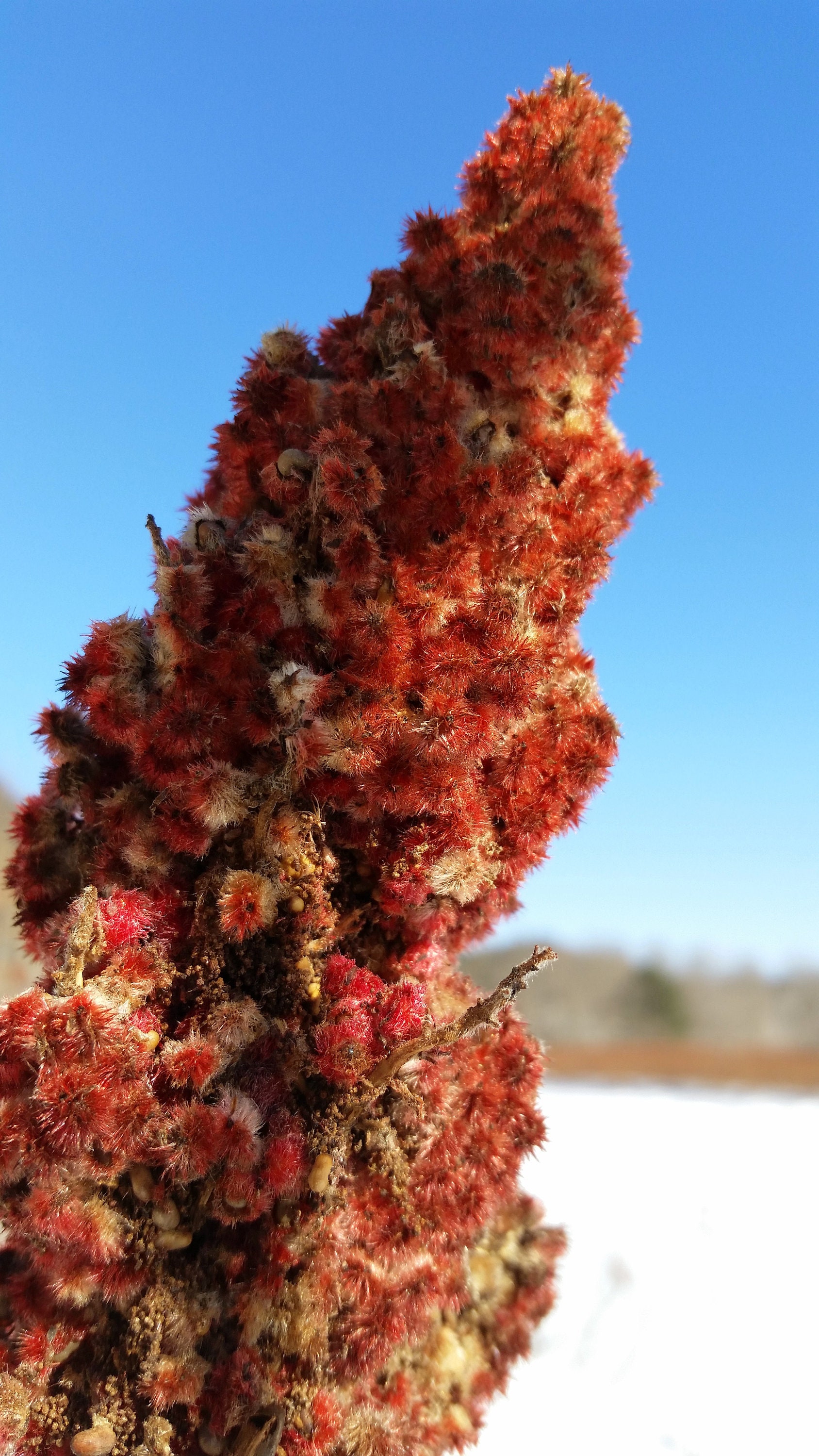 Sumac Infusion Infusion Sumac Homemade Simple Syrup Syrup Drink Mix Mixer Drink Drinks Berry
