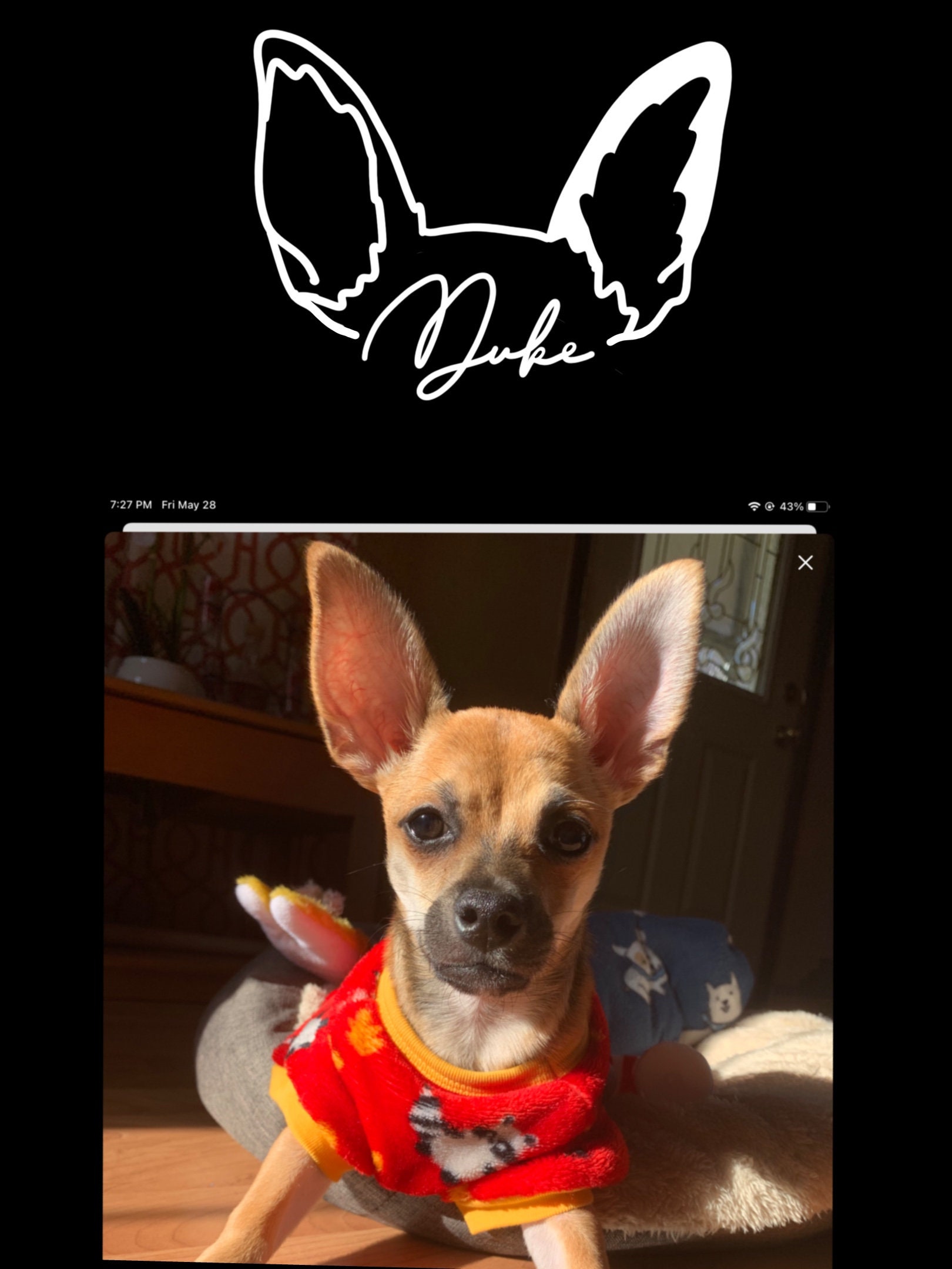 Custom Pet Ears Sticker Decal / Dog Ears Sticker Decal Car Etsy