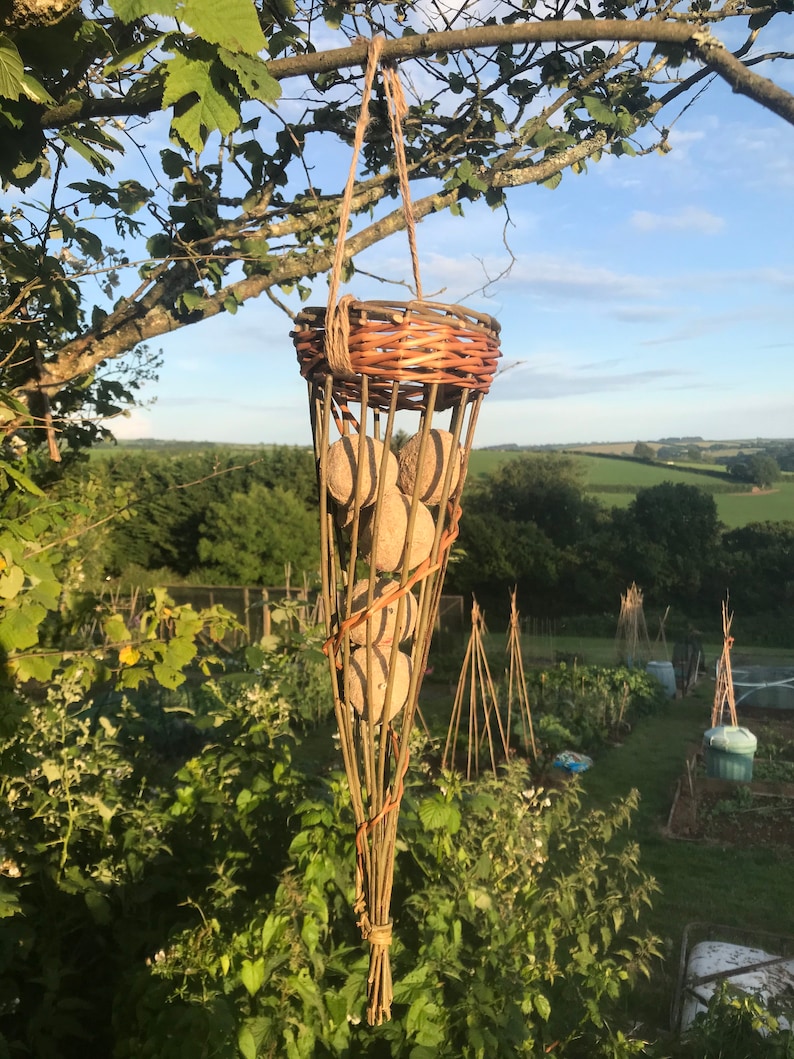 May include: A woven wicker bird feeder in the shape of a cone hangs from a tree branch. The feeder is filled with several round, brown birdseed cakes.