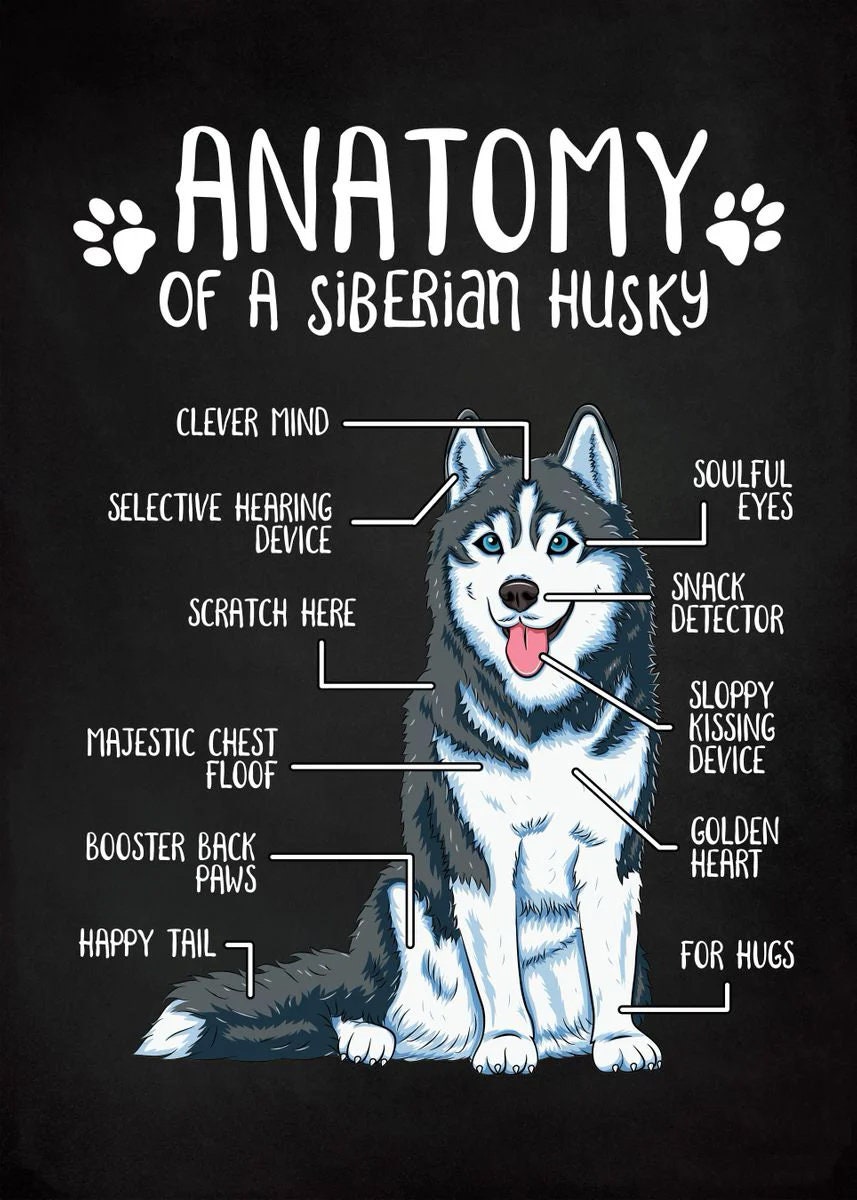 Anatomy Siberian Husky gloss Poster 17x 24 inches Etsy