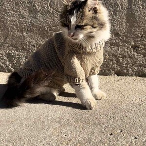 May include: A brown and white tabby cat wearing a brown knitted sweater. The cat is sitting on a concrete surface.