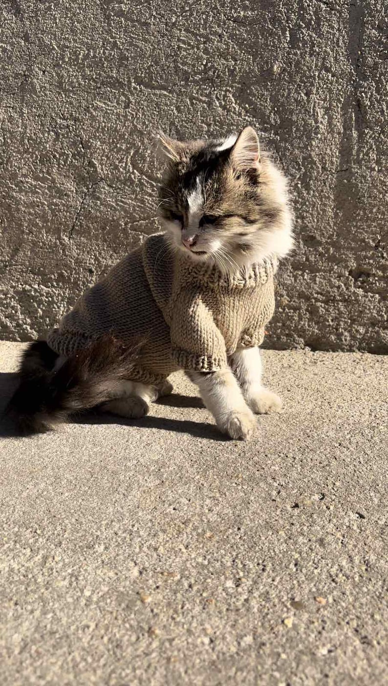 May include: A brown and white tabby cat wearing a brown knitted sweater. The cat is sitting on a concrete surface.