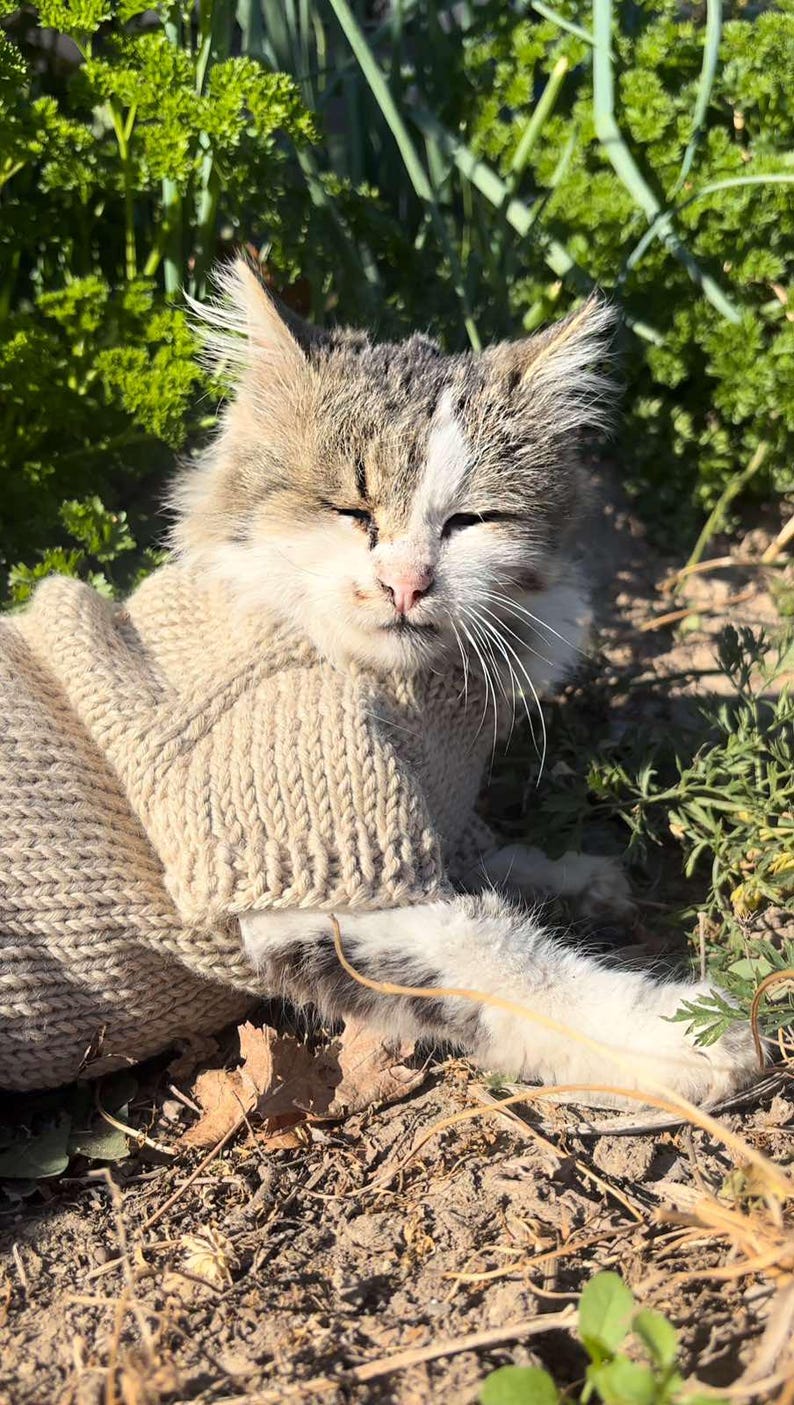 May include: A gray and white cat wearing a beige knitted sweater is lying on the ground. The cat has its eyes closed and is relaxed.