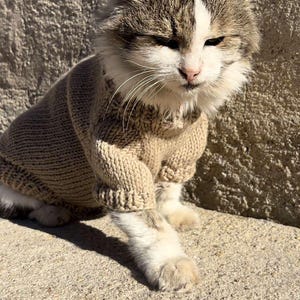 May include: A tabby cat wearing a brown knitted sweater sits on a concrete surface. The cat has white fur on its chest and a white stripe on its face.