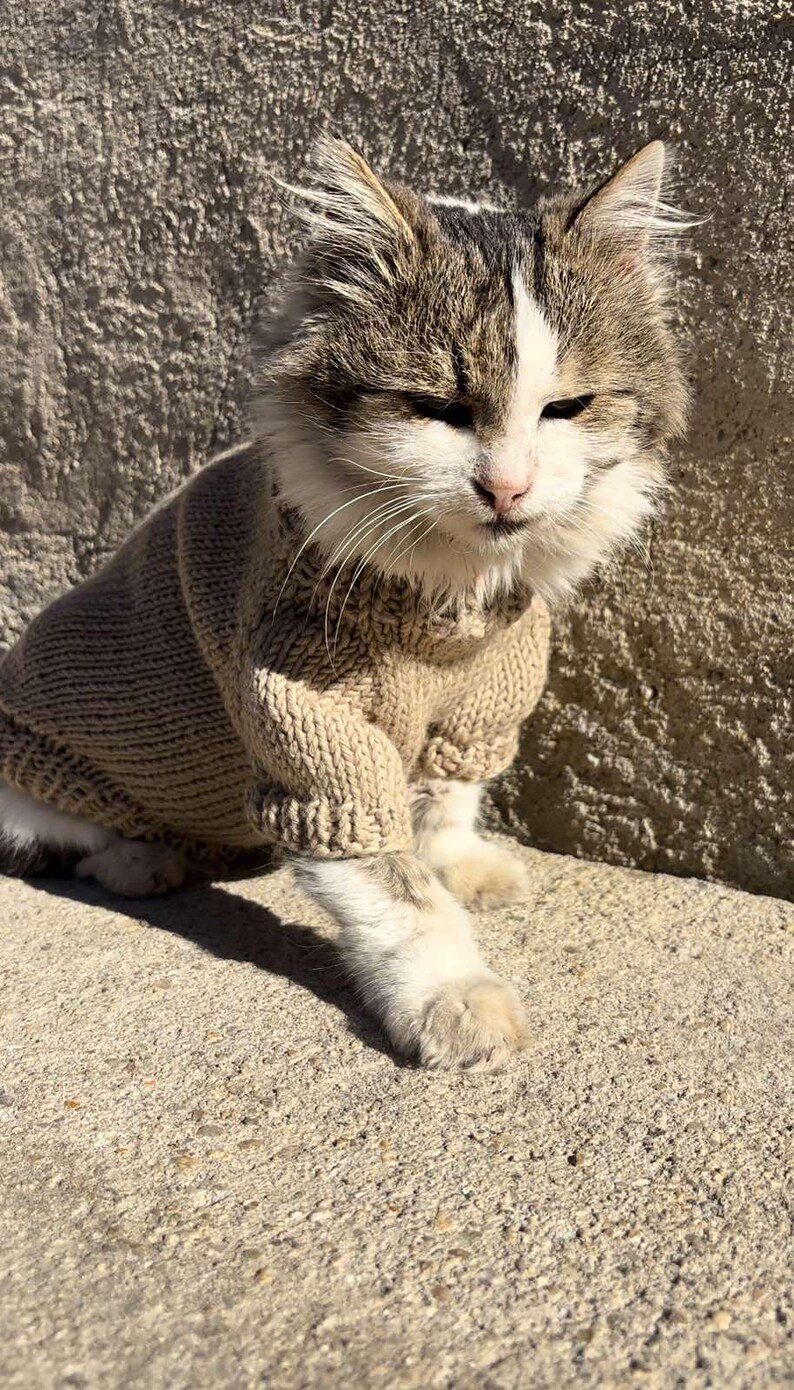 May include: A tabby cat wearing a brown knitted sweater sits on a concrete surface. The cat has white fur on its chest and a white stripe on its face.