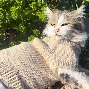 May include: A brown knitted sweater for a cat, worn by a cat with white fur on its chest and paws, lying on the ground with brown leaves and green plants in the background.