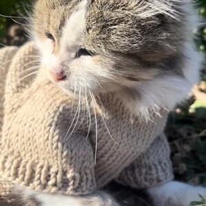 May include: A gray and white cat wearing a beige knitted sweater sits on the ground with green plants in the background.