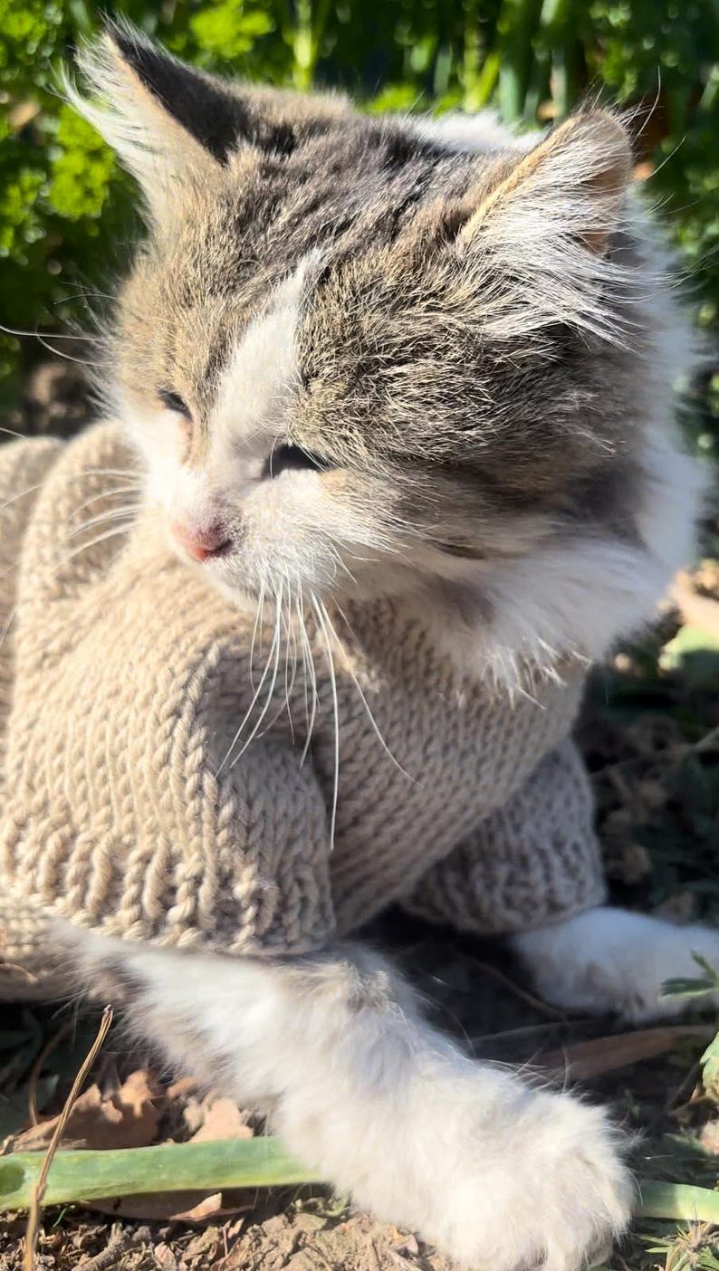 May include: A gray and white cat wearing a beige knitted sweater sits on the ground with green plants in the background.