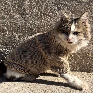 May include: A brown tabby cat wearing a brown knitted sweater. The cat is sitting on a concrete surface.