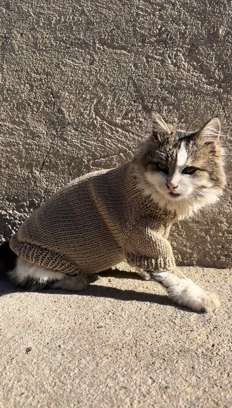 May include: A brown tabby cat wearing a brown knitted sweater. The cat is sitting on a concrete surface.