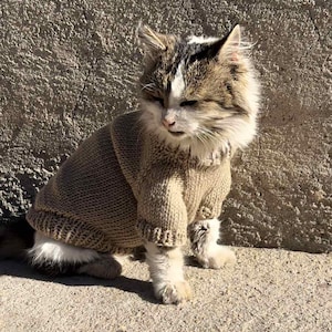 May include: A brown tabby cat wearing a brown knitted sweater. The cat is sitting on a concrete surface.