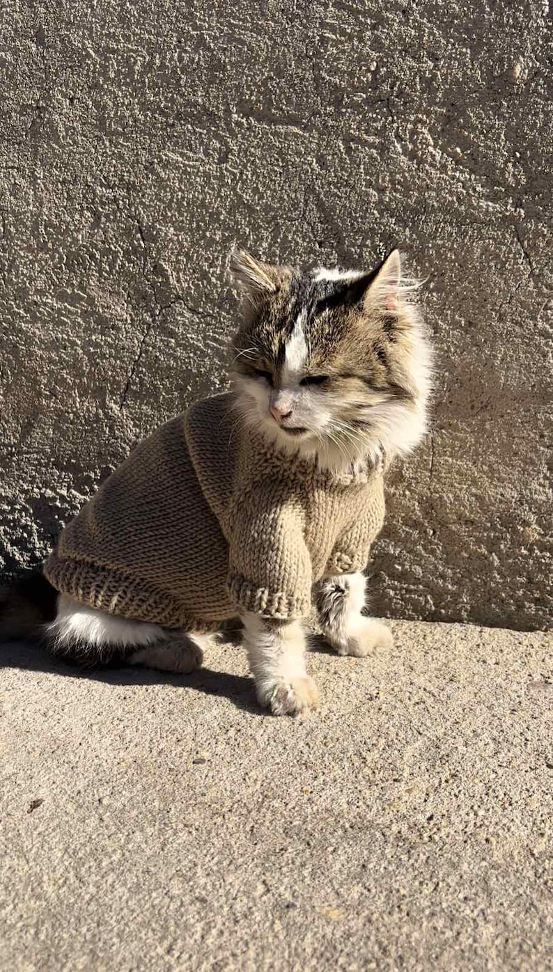 May include: A brown tabby cat wearing a brown knitted sweater. The cat is sitting on a concrete surface.