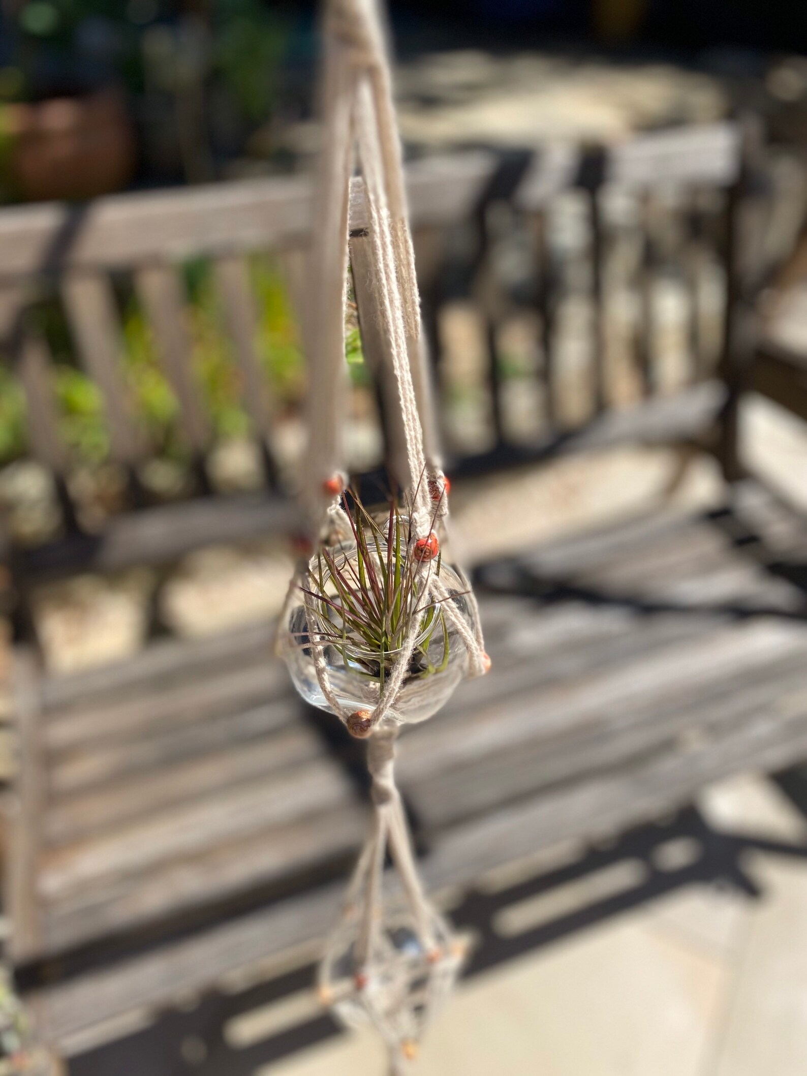 Hanging Terrarium Air Plant Holder Etsy Hong Kong