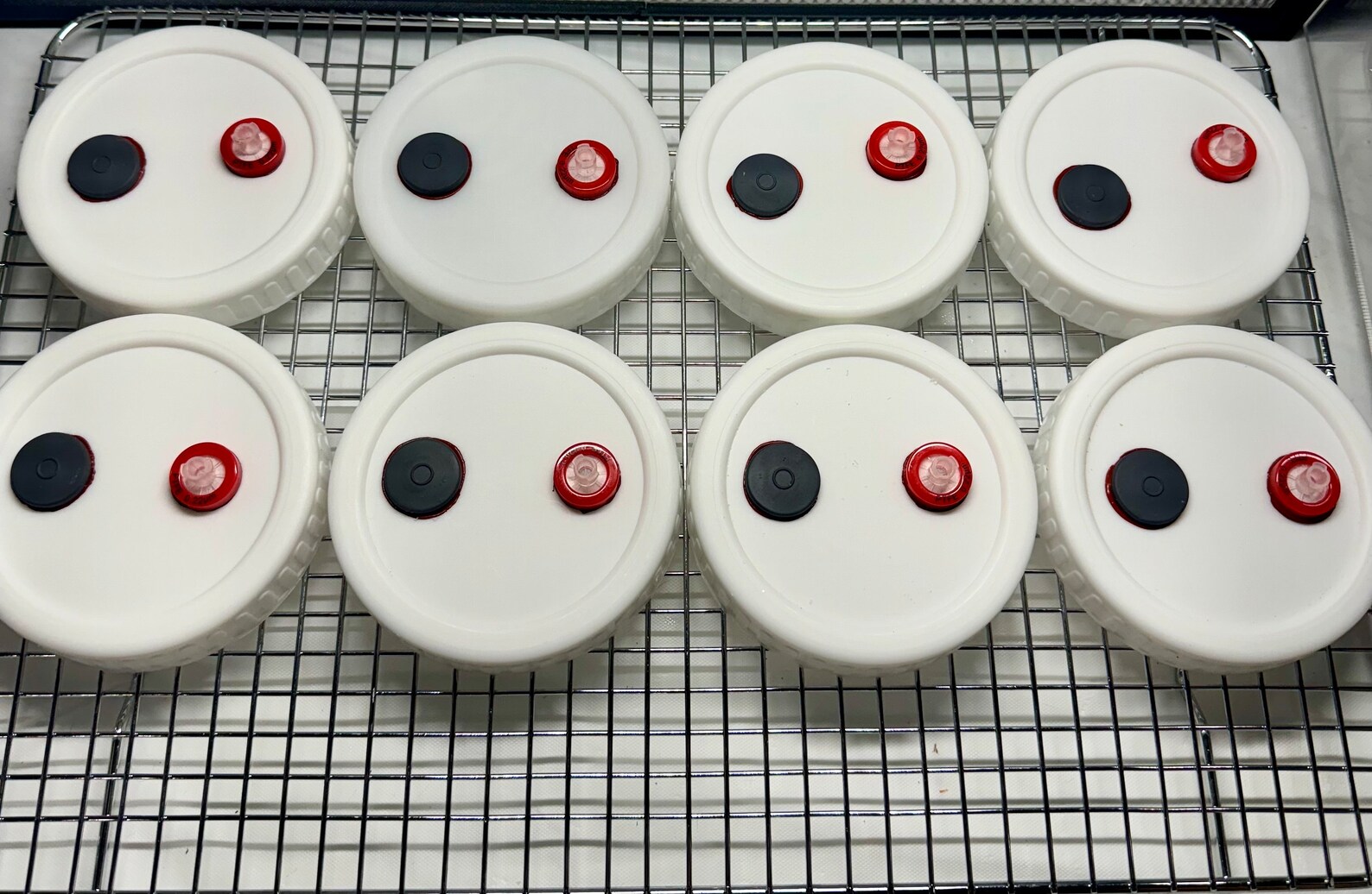 8x Myconook Autoclavable Modified Mushroom Grain Jar Lids Plastic Wide