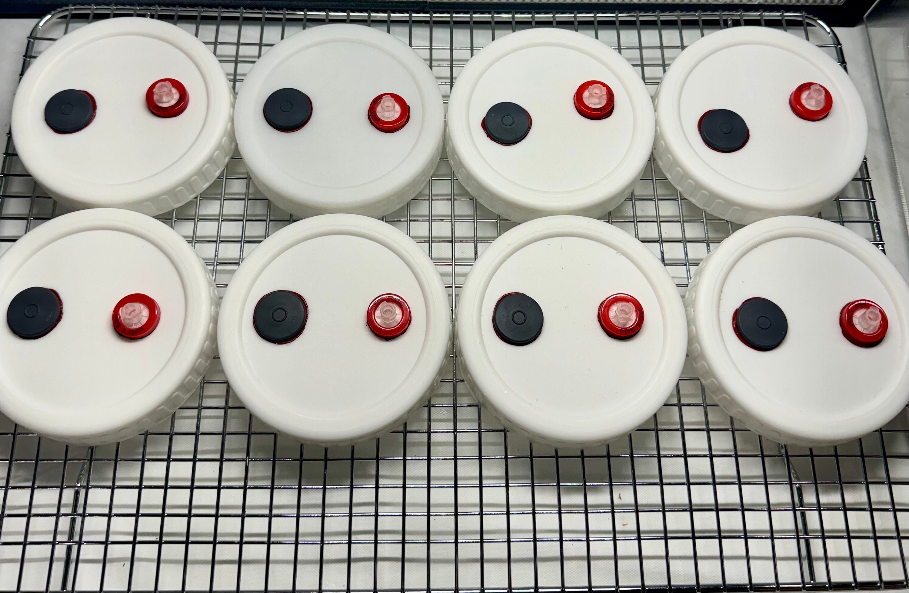 8x Myconook Autoclavable Modified Mushroom Grain Jar Lids Plastic Wide