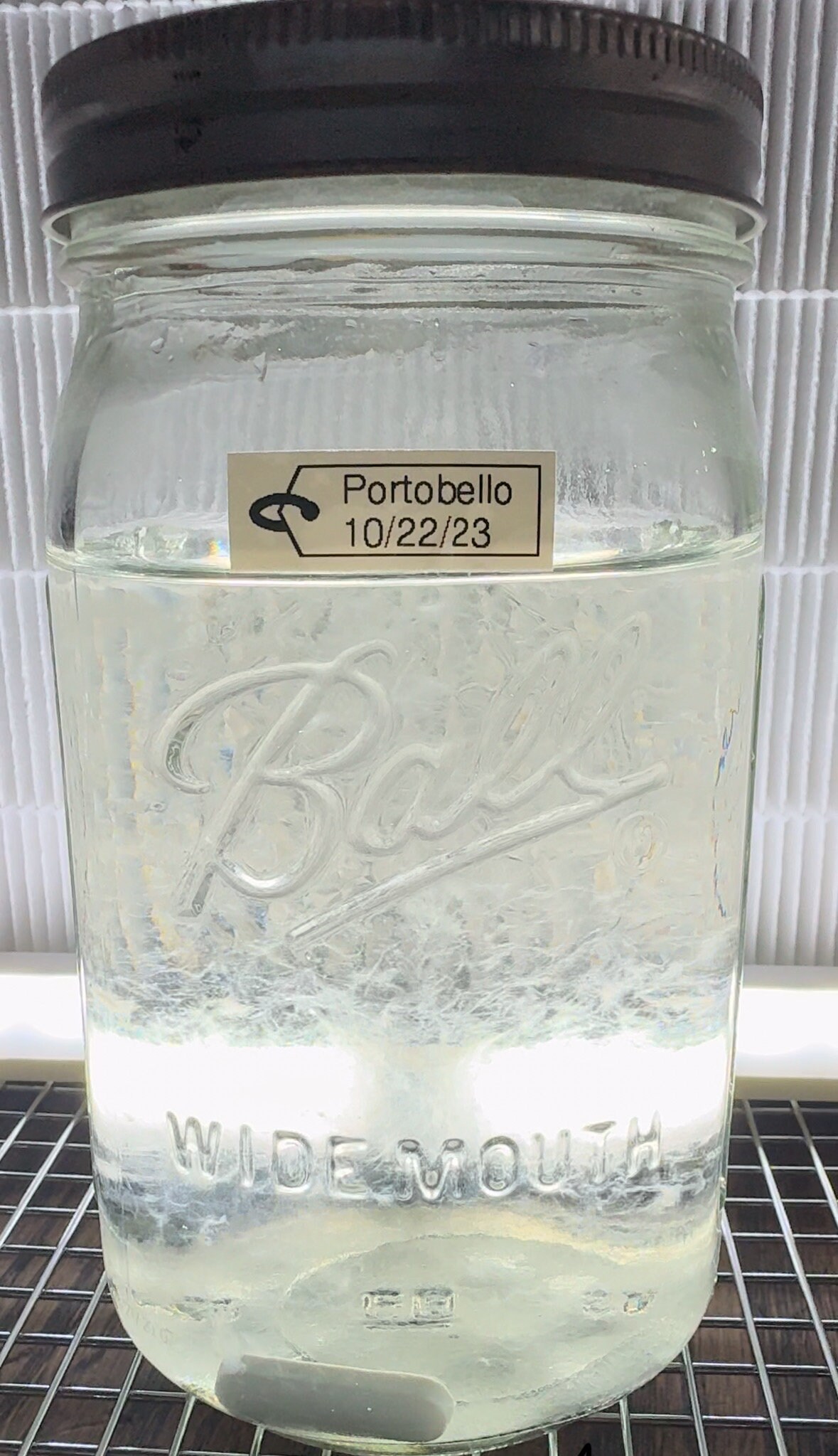 Portobello agaricus Bisporus Liquid Culture Syringe 12ml, Gourmet