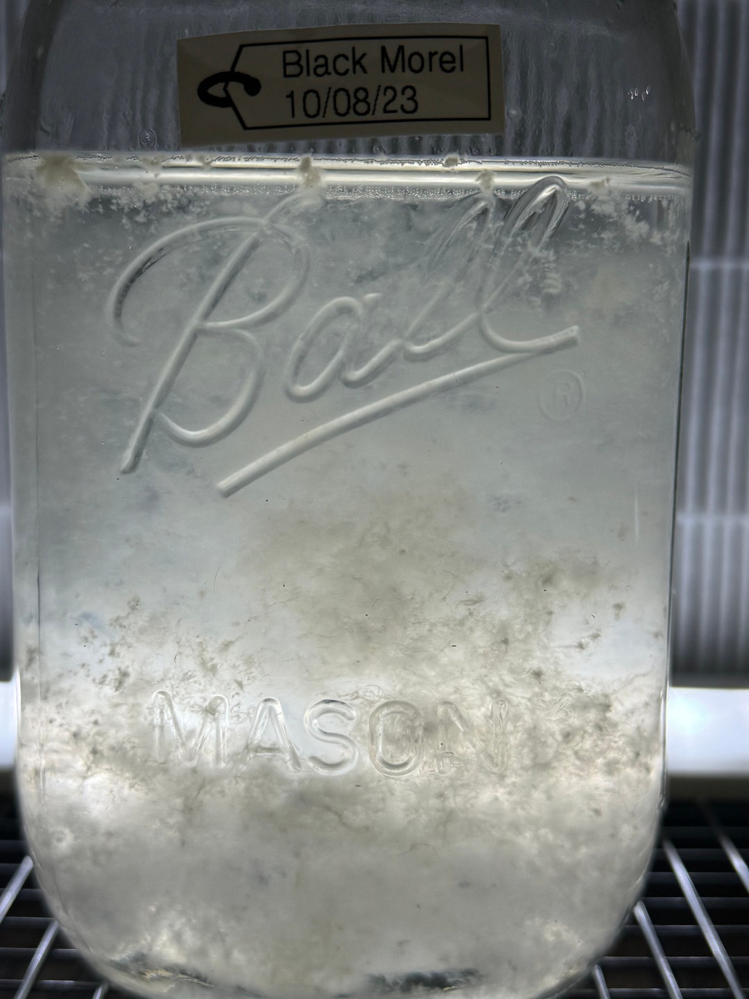 Black Morel morchella Importuna Liquid Culture Syringe 12ml, Mycelium