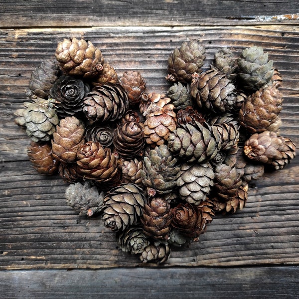 60 Larch Cones | European Larch Cones | Tiny Pinecones| Larix Decidua Mill