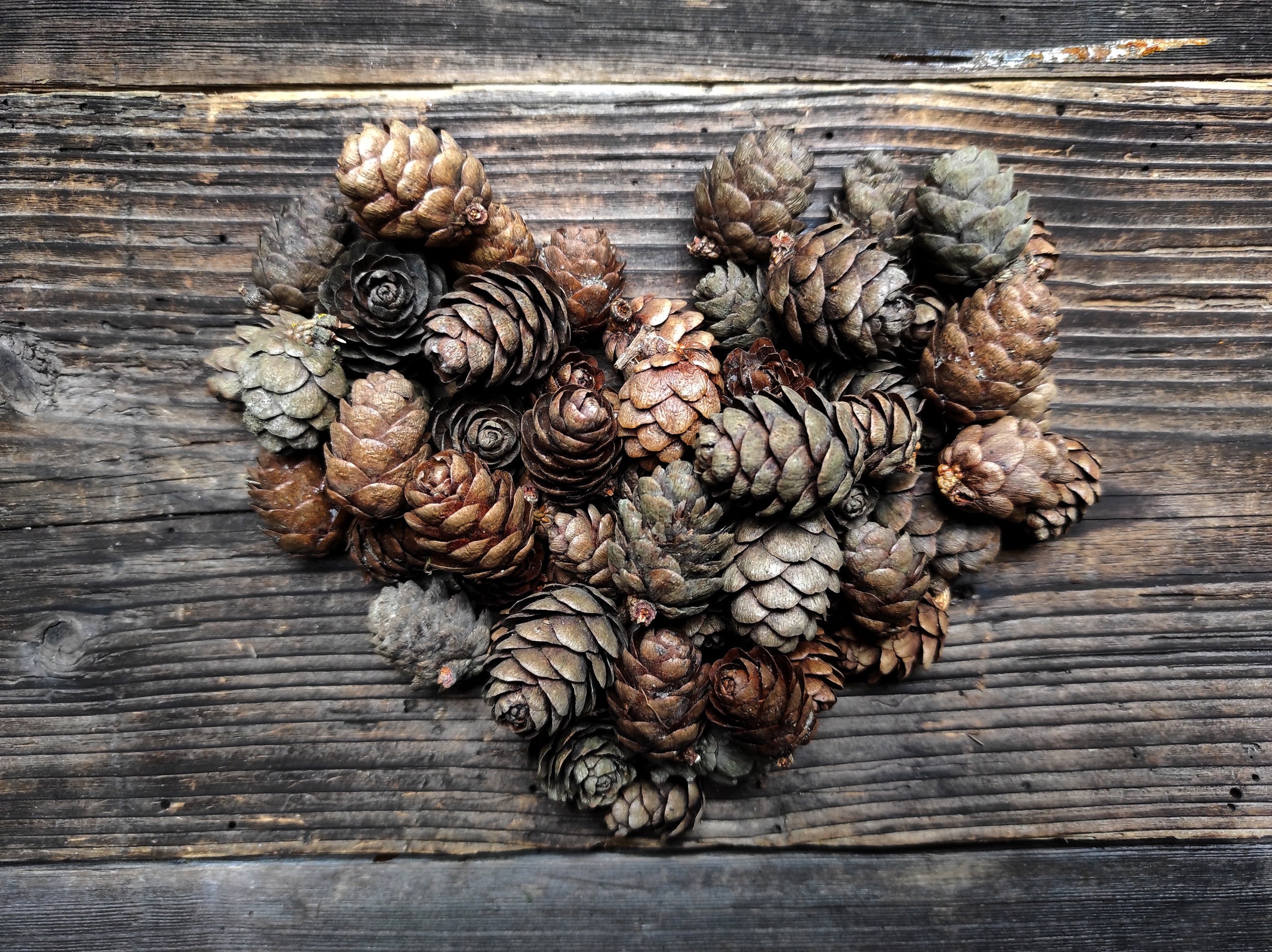 60 Larch Cones European Larch Cones Tiny Pinecones Larix Etsy