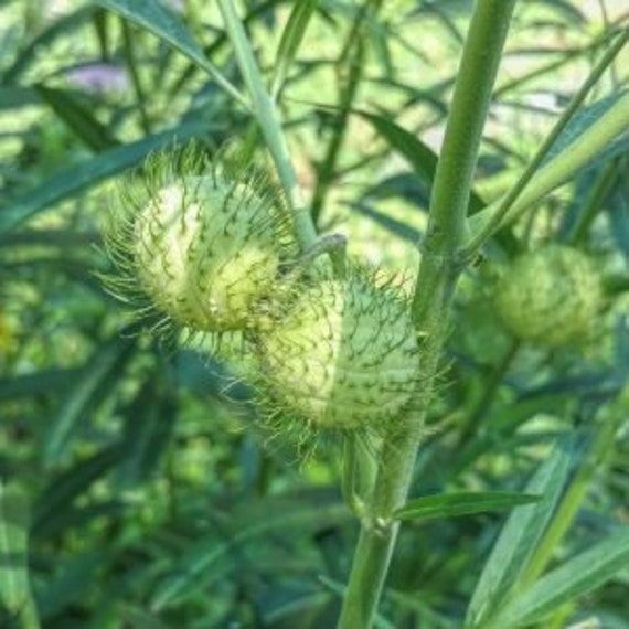 Hairy Balls Milkweed Seeds FREE SHIPPING Etsy