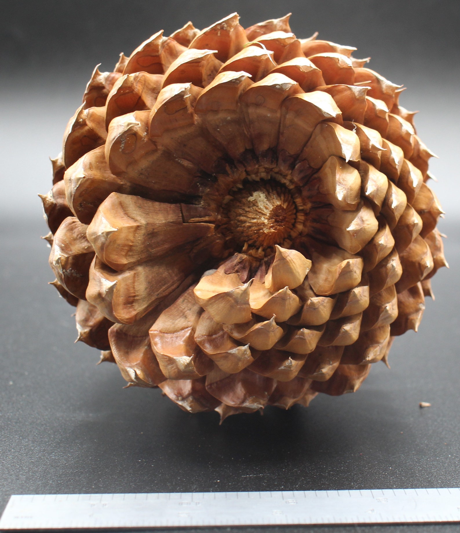 Giant Pine Cones FREE SHIPPING Etsy