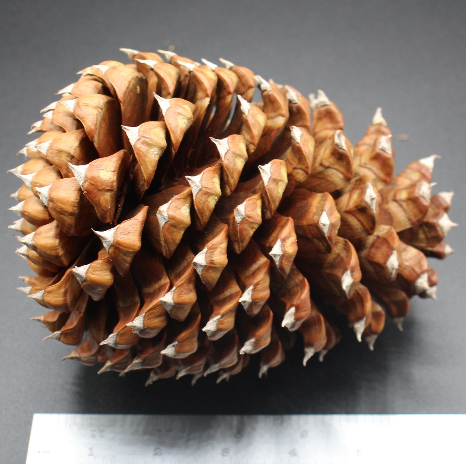 Giant Pine Cones FREE SHIPPING Etsy