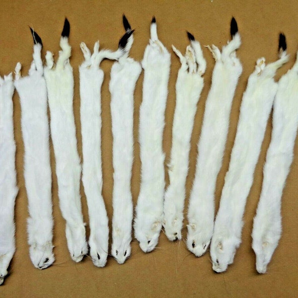 Real Large Tanned White Ermine / Weasel Hide Fur Pelt Face Tail 12-15" (Grade #1) One Pcs