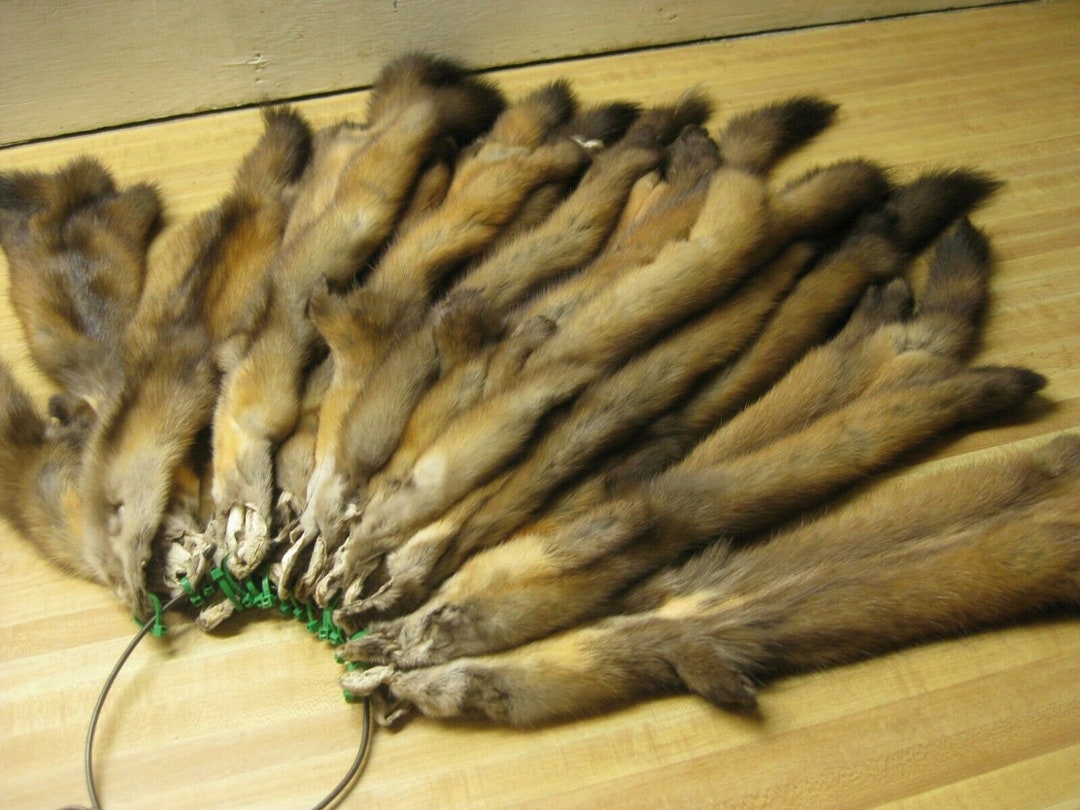 Real Tanned Canadian Sable Pelt Hide Fur 25 1 Grade - Etsy