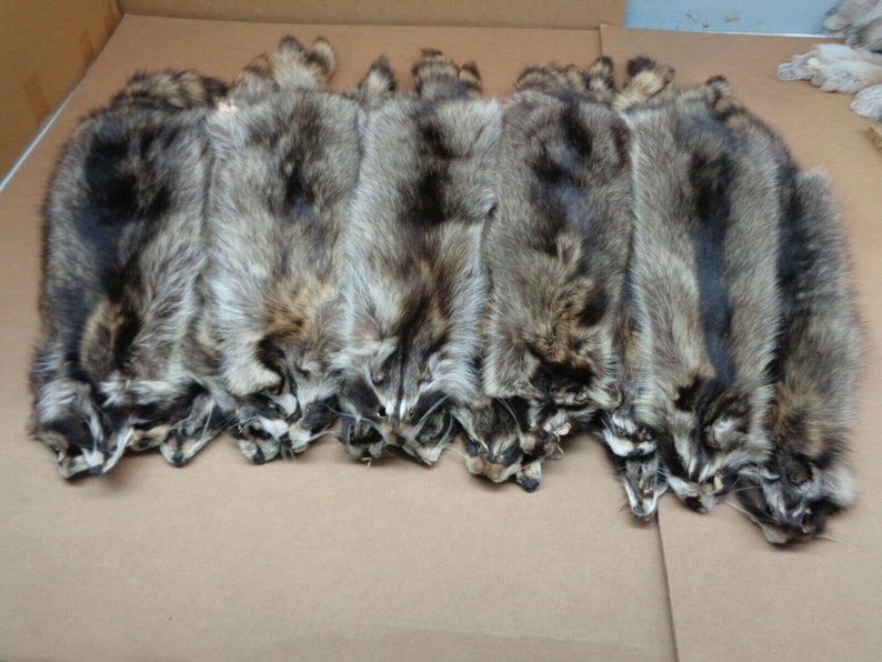 Real Large Tanned Raccoon Hide Fur Pelt Face Tail Winter Prime - Etsy