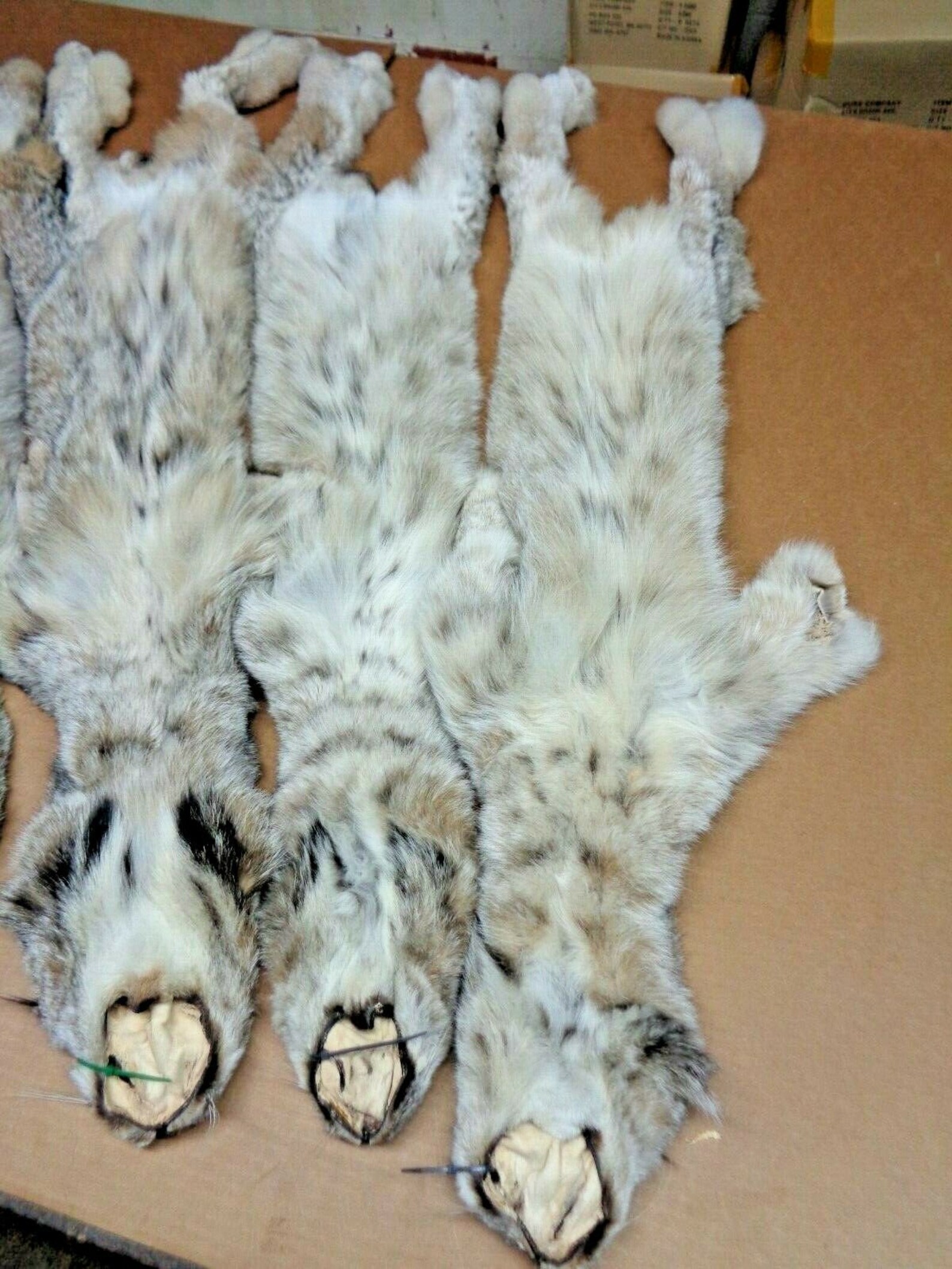 Real XL Tanned Canadian Lynx Pelt Hide Heavy Winter Furred Etsy