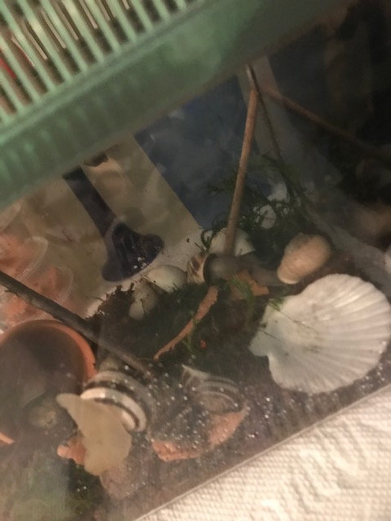 Complete Live Pet Land Snail Habitat Kit Mini 7 1/8 L Etsy