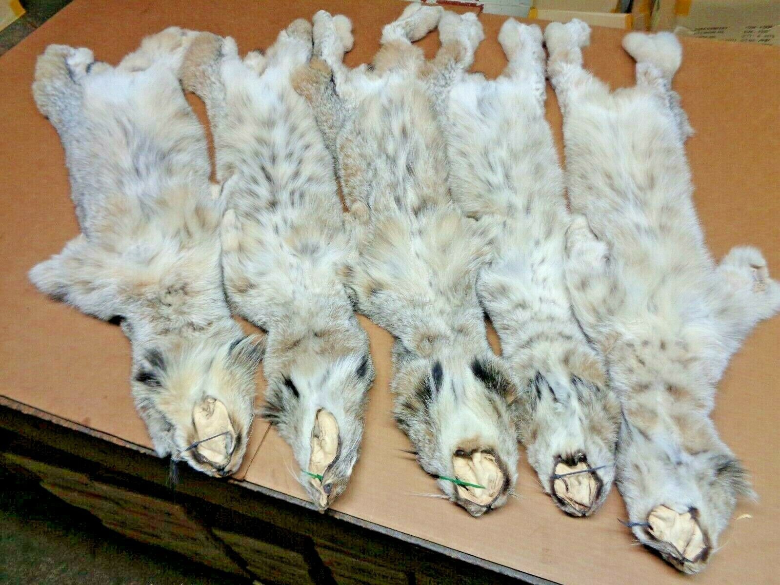 Real XL Tanned Canadian Lynx Pelt Hide Heavy Winter Furred Etsy