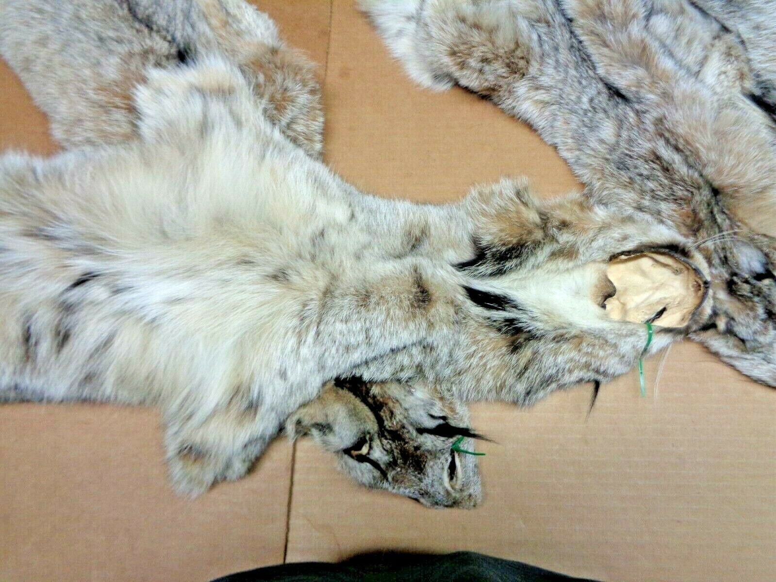 Real XL Tanned Canadian Lynx Pelt Hide Heavy Winter Furred Etsy