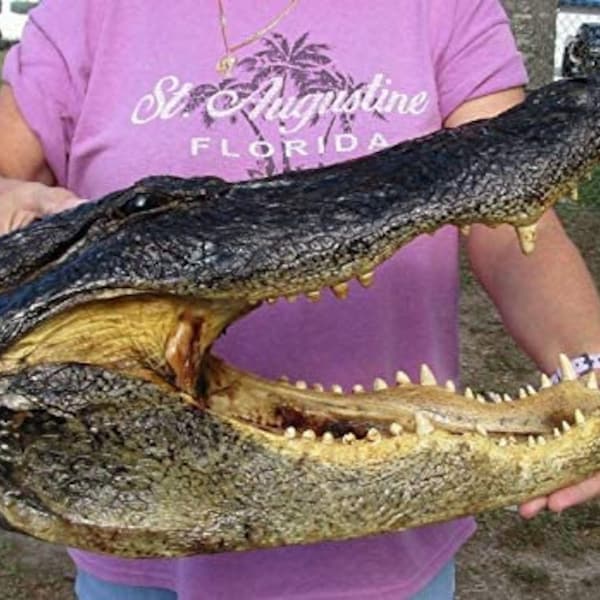 20" Alligator Head From a 12 Foot Louisiana Gator Taxidermy Swamp Wars