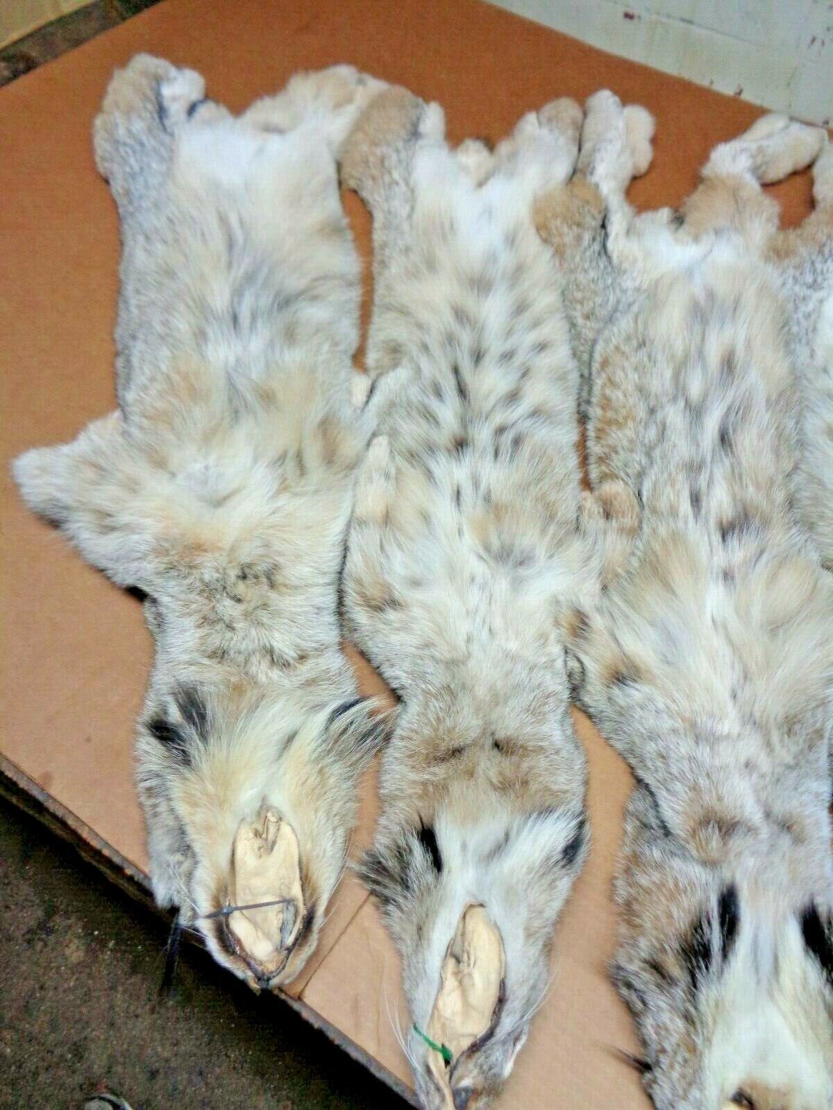 Real XL Tanned Canadian Lynx Pelt Hide Heavy Winter Furred Etsy