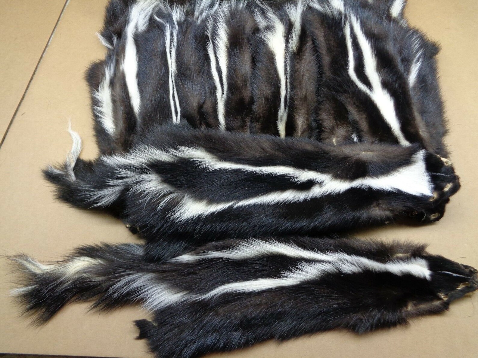Real Medium Tanned Skunk Hide Fur Pelt Face Tail Winter Prime | Etsy