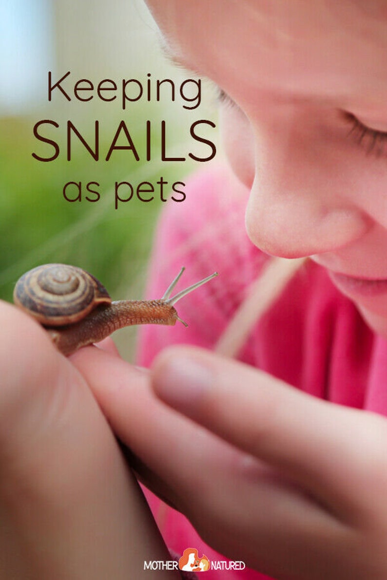 Complete Live Pet Land Snail Habitat Kit Mini 7 1/8 L Etsy