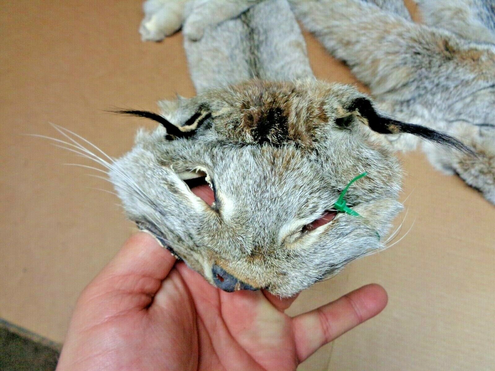 Real XL Tanned Canadian Lynx Pelt Hide Heavy Winter Furred Etsy