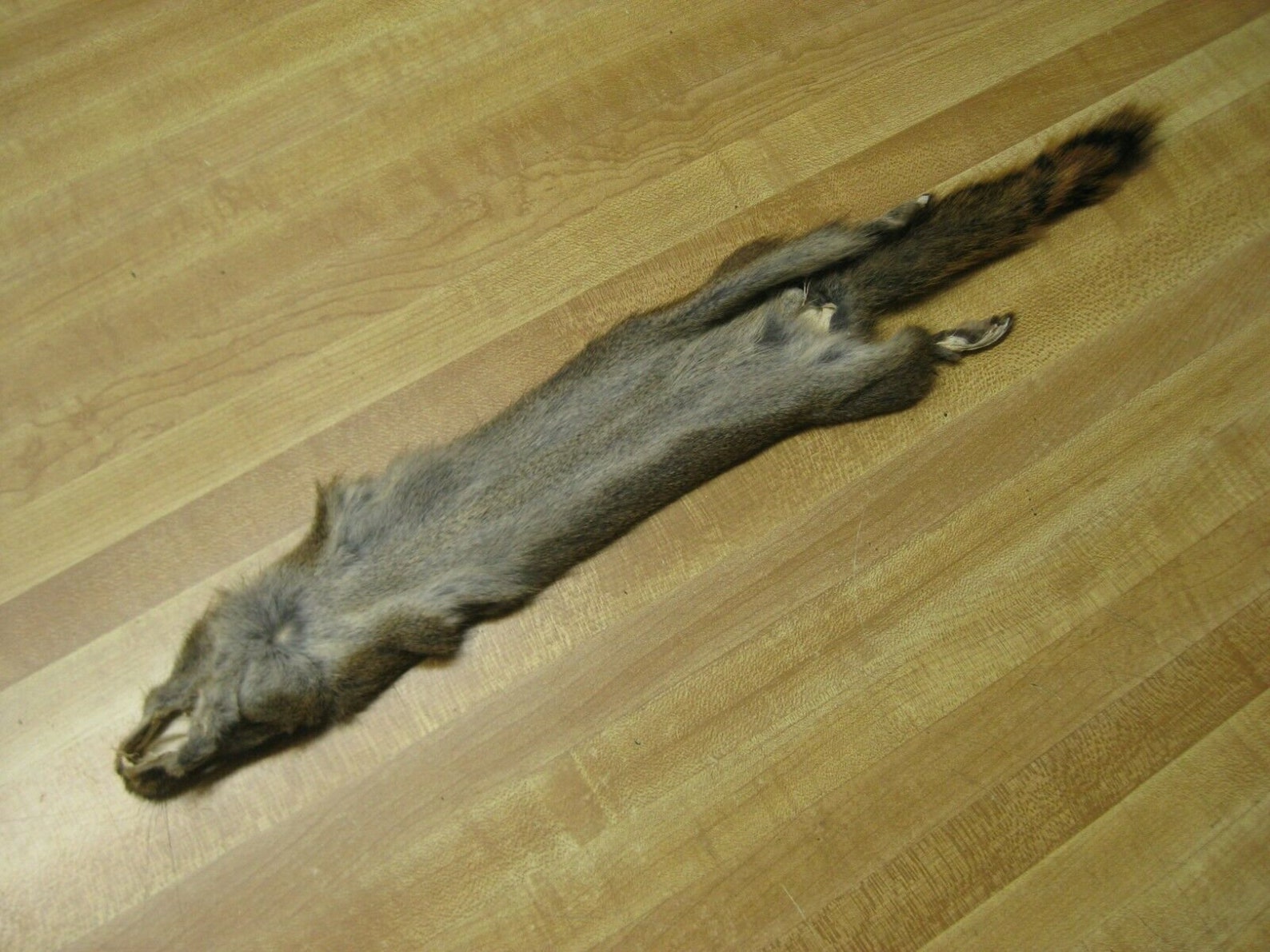 Real Tanned Canadian Red Squirrel Hide Fur Pelt Face Tail Etsy