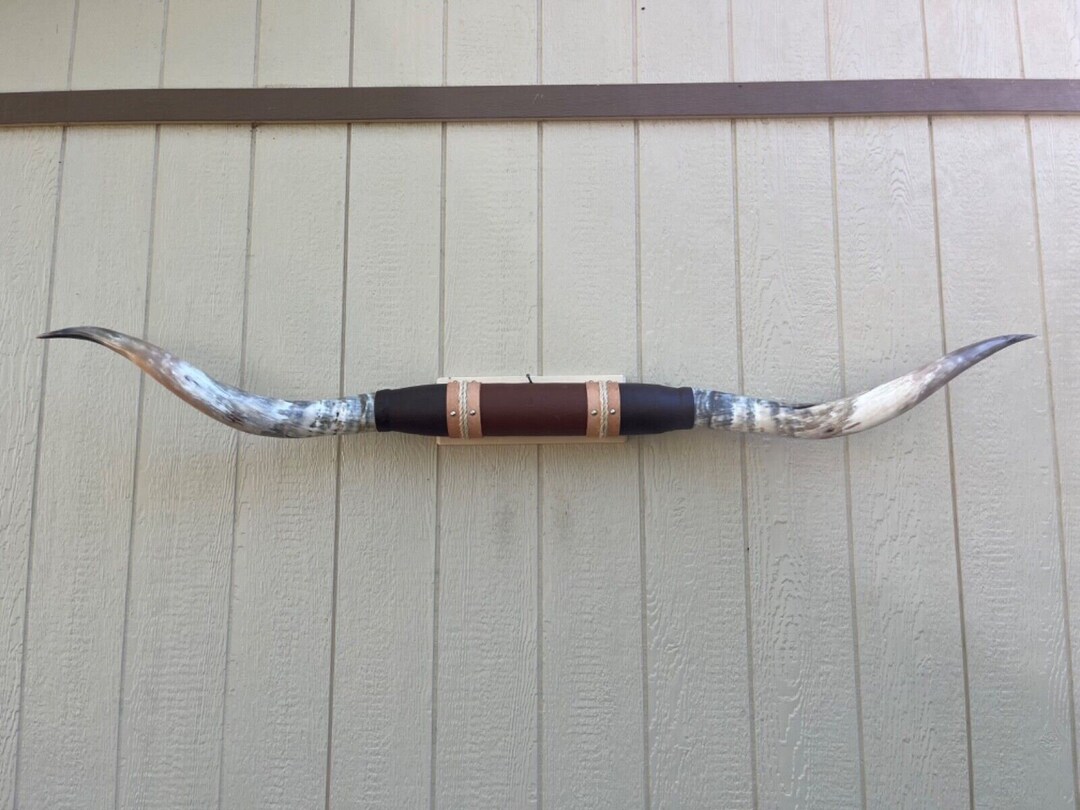 Real Mounted Steer Horns 6 Feet Wide Longhorn Polished New Mount Bull