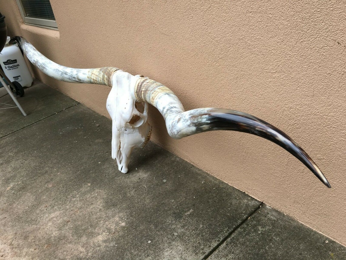 Real Longhorn Steer Skull 6 Foot 10 Inches Wide Polished Bull Etsy
