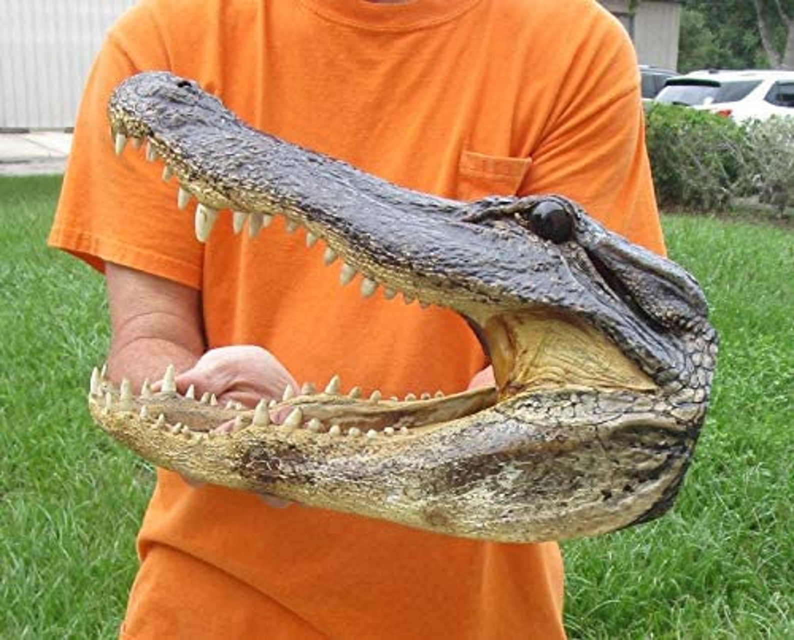 14 Real Alligator Head From a 9 Foot Louisiana Gator Etsy