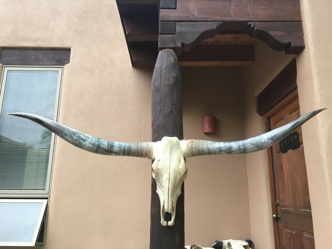 Real Longhorn Steer Skull 6 Foot 6 Inches Wide Polished Bull Etsy