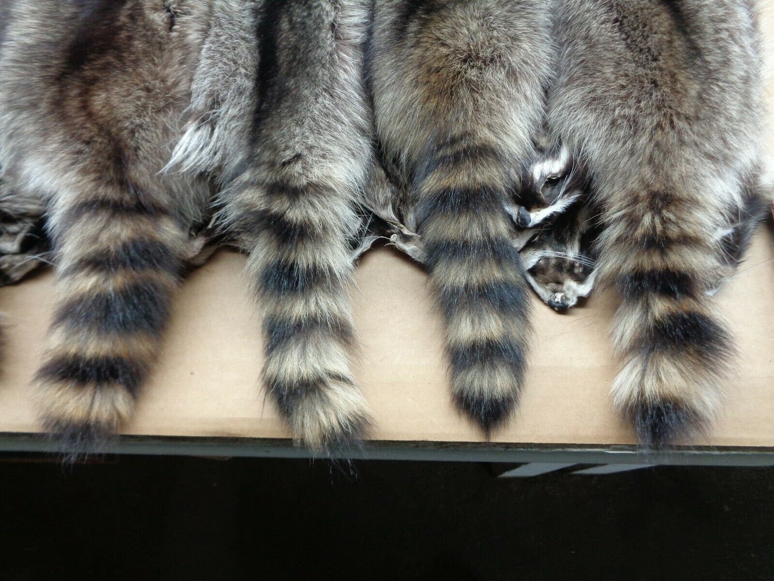 Real Large Tanned Iowa Raccoon Hide Fur Pelt Face Tail Winter Etsy