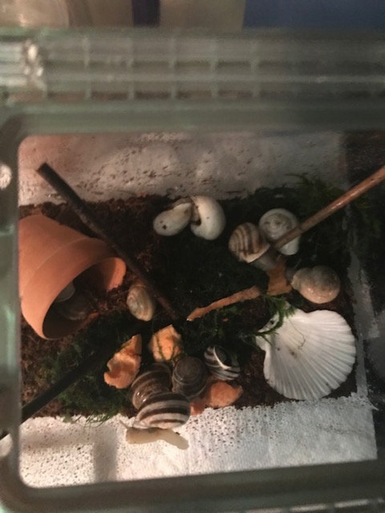 Complete Live Pet Land Snail Habitat Kit Small 9 1/8 Etsy