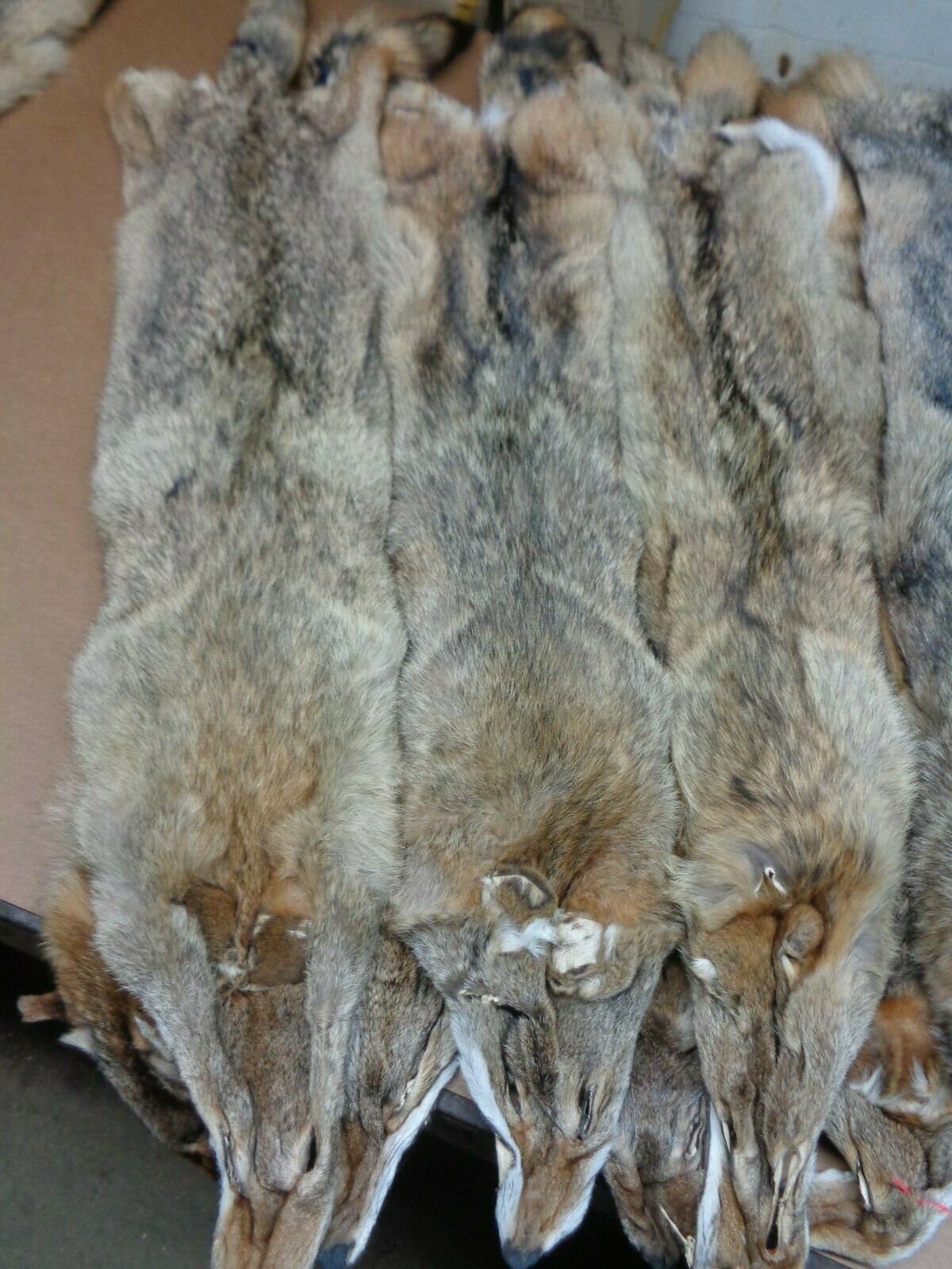 Craft Fur Taxidermy Animal Hide Lot Tanned Coyote Face and Tail 